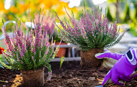 Herbstblüher werden gepflanzt
