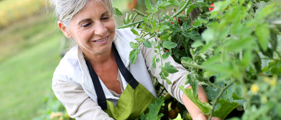 Gärtnern ältere Frau erntet Tomaten