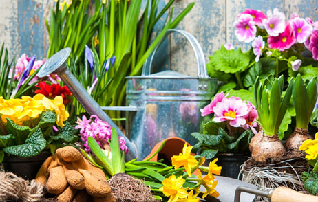Frühlingsblumenquiz Frühlingsblumen neben einer Alugießkanne