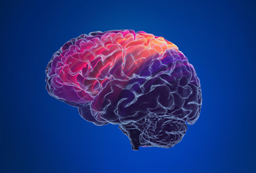 Bunte Abbildung eines Gehirns