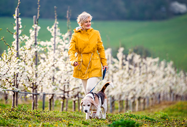 Ältere Frau mit einer gelben Regenjacke geht mit ihrem Hund spazieren.