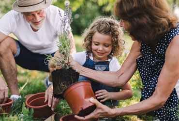 älteres Paar pflanzt mit der Enkelin Lavendel