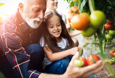 Opa mit Enkelin an der Tomatenrispe