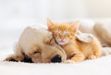 Hund liegt angekuschelt an ein Kätzchen und schläft