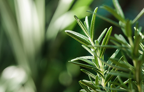 Rosmarinzweige