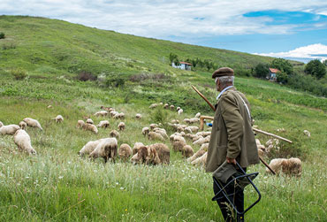 alter Hirte mit seinen Schafen