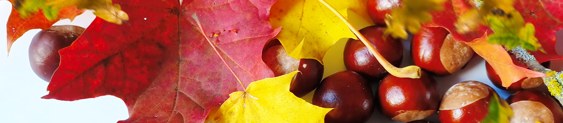 Kreativ im Herbst " "