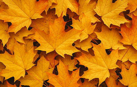 Naehrstoff-Quiz Bunte Herbstblätter