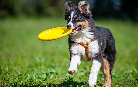 Frisbee oder Badminton