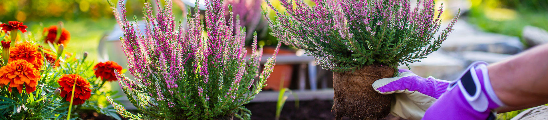 Gartentipps für den Herbst