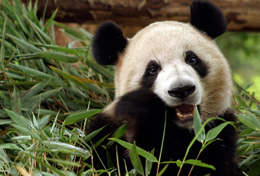Artenerhalt Panda